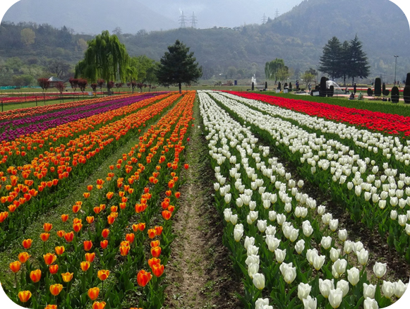 Kashmir Tulip Festival Package